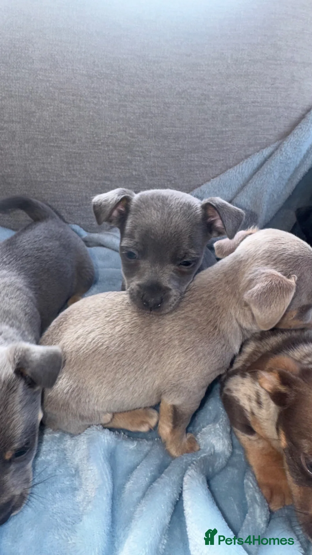 Jack Russell dogs for sale: Miniature Jack Russell in Gretna - Advert 11