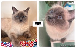 Ragdoll cats for sale: Ragdoll kittens (2 boys and 2 girls)  - Image 4