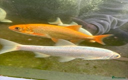 Other/Mixed Breed fish for sale: Koi carp, orphs, mirror carp - Image 18