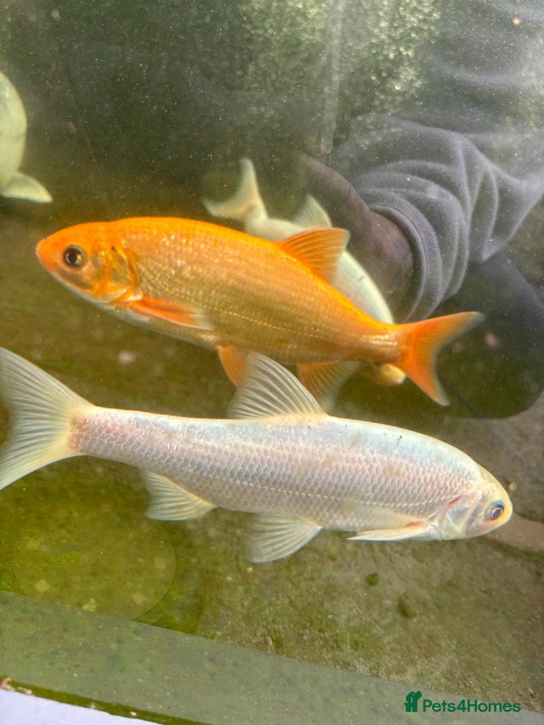 Other/Mixed Breed fish for sale: Koi carp, orphs, mirror carp - Image 18