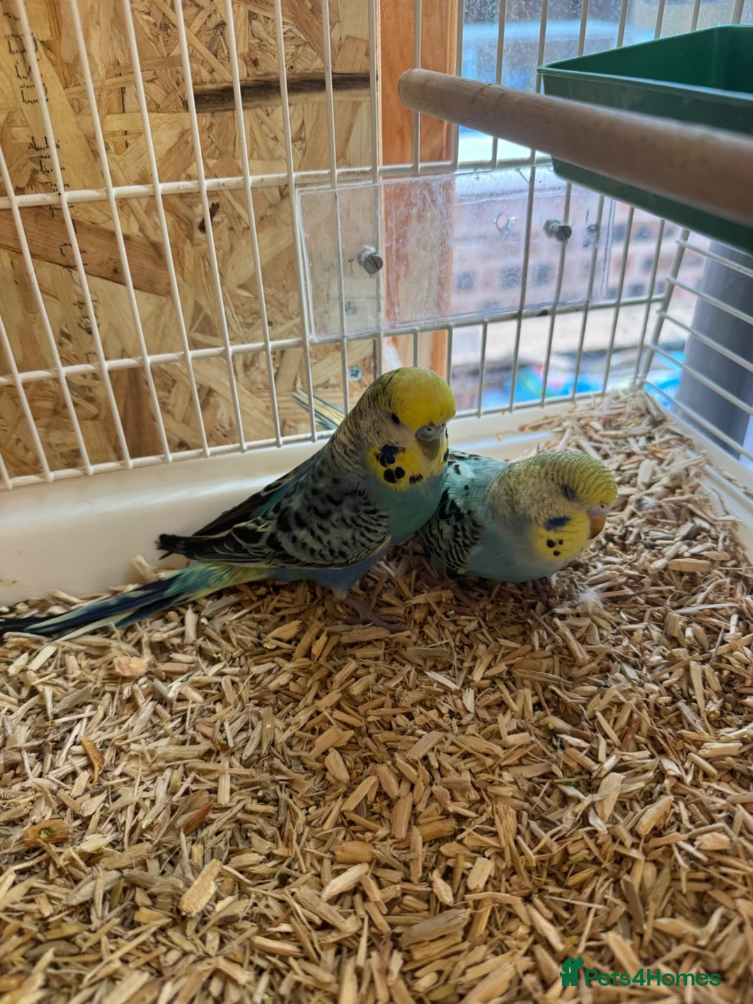 Budgerigars birds for sale: Young rainbow budgies  - Advert 2