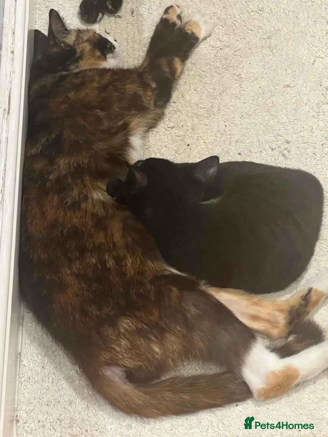 Mixed Breed cats for sale: FREE 2 females kittens  in Ilford - Advert 6
