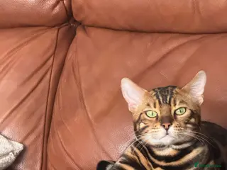 Bengal cats Beautiful TICA Registered Bengal - Advert 2