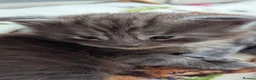 Maine Coon cats for sale: 3 maine coon kittens  - Advert 2