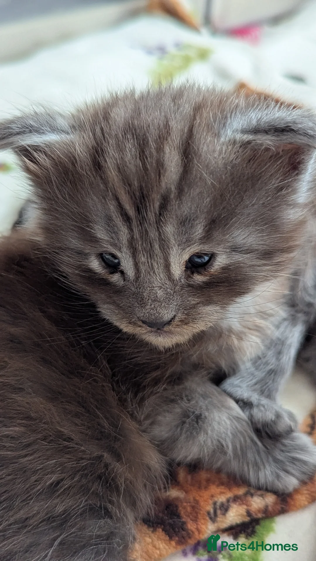 Maine Coon cats for sale: 3 maine coon kittens  - Advert 2