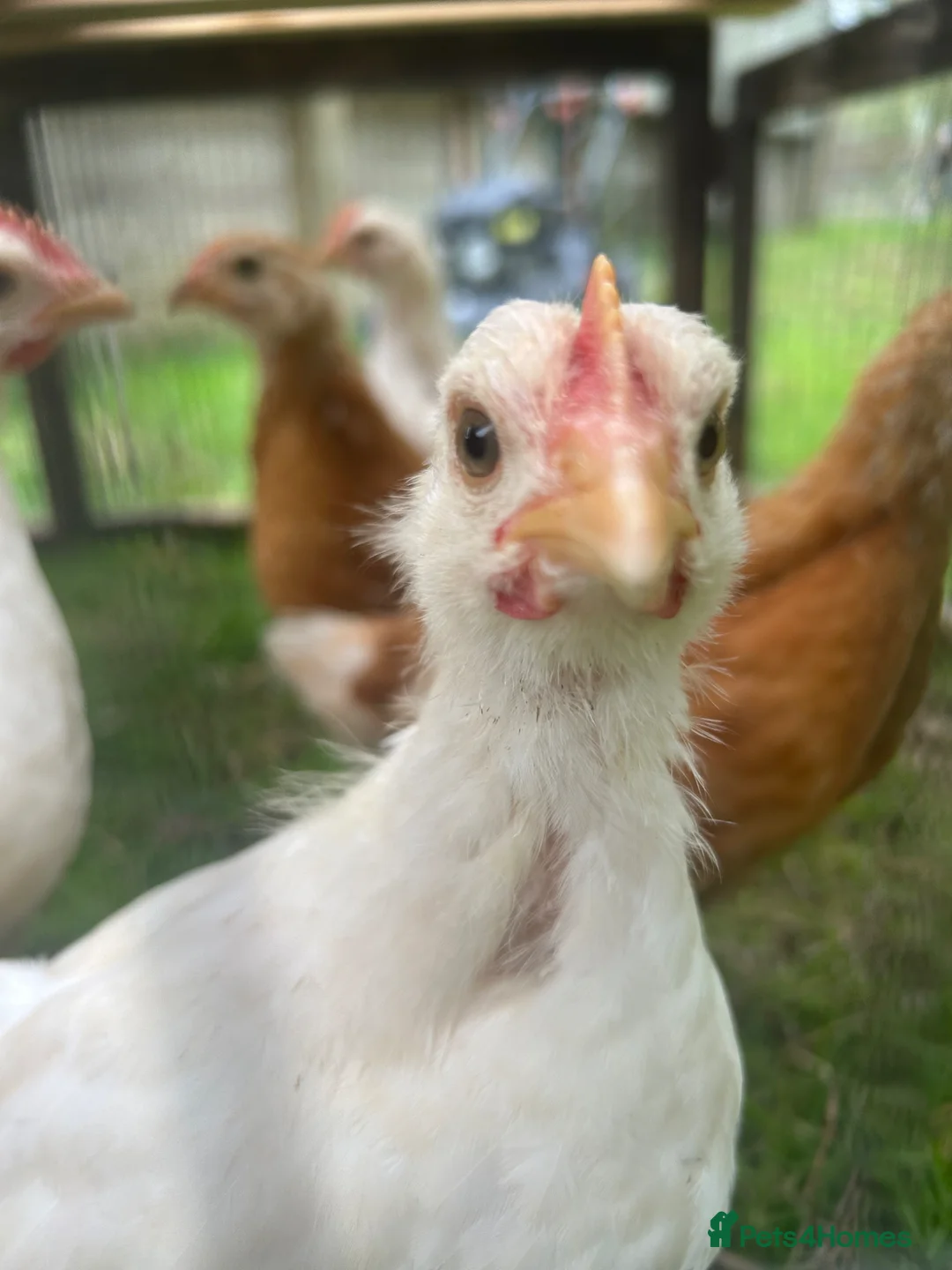 Chickens poultry for sale: 3 Gingernut ranger boys in Wareham - Advert 1