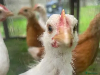 Chickens poultry 3 Gingernut ranger boys - Advert 12