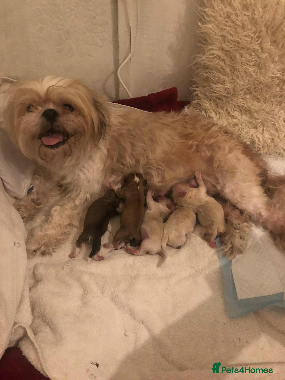 Mixed Breed dogs for sale: Adorable fluffy shihtzu pups - Advert 10