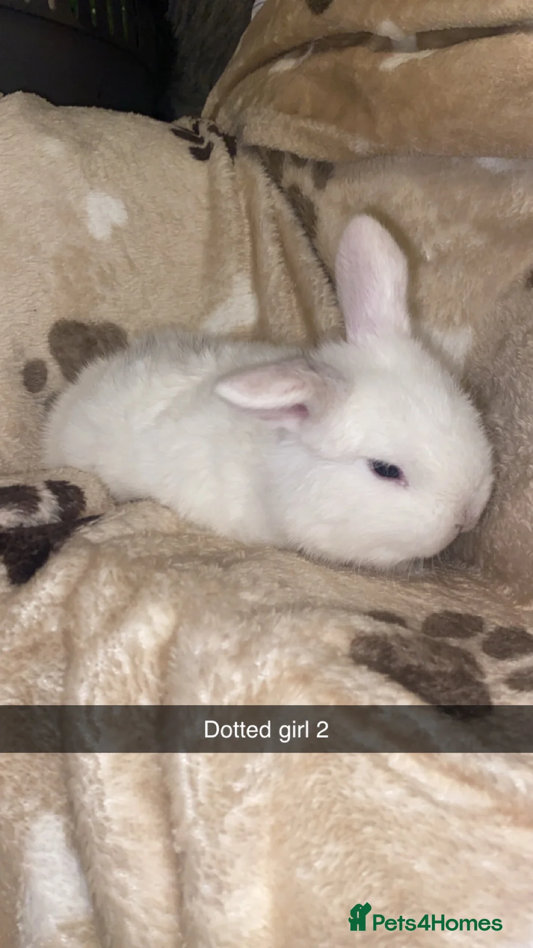 Mini Lop rabbits for sale: Mini Lop Babies Ready To Reserve  - Advert 11