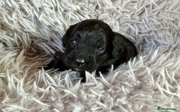 Cockapoo dogs for sale: ✨ Gorgeous Cockapoo Puppies ✨ - Image 17