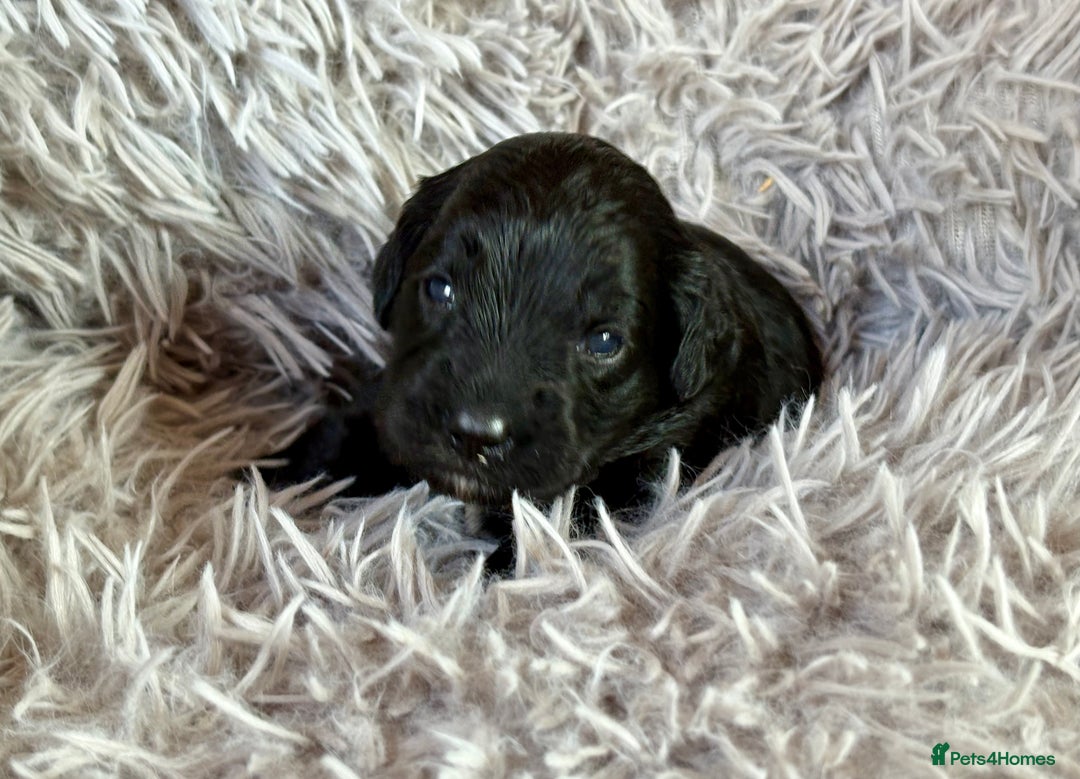 Cockapoo dogs for sale: ✨ Gorgeous Cockapoo Puppies ✨ - Image 17