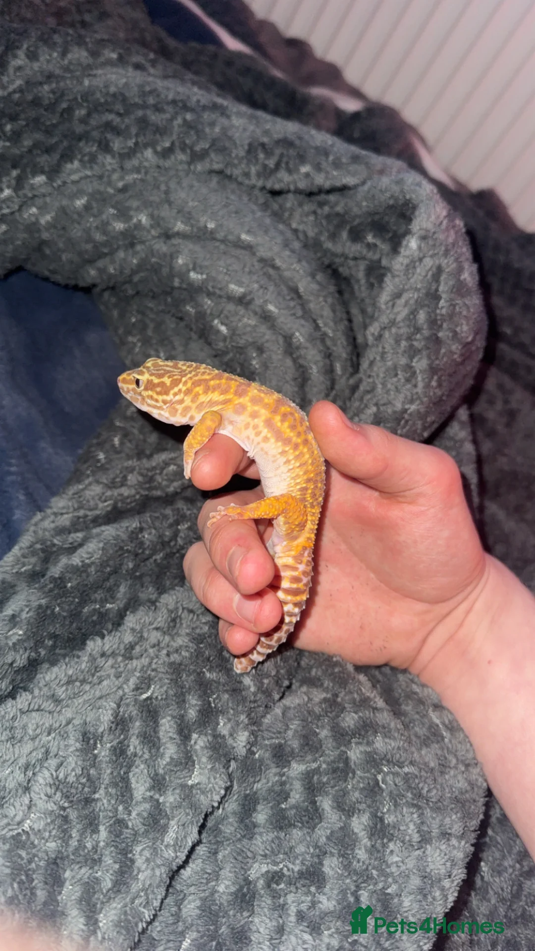 Leopard Gecko reptiles for sale: Female leopard gecko  - Advert 2