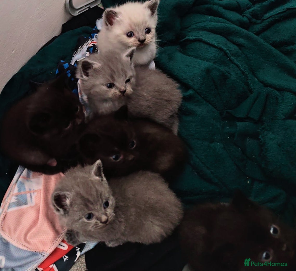 British Shorthair cats 2 Male British Shorthair kittens  - Advert 1