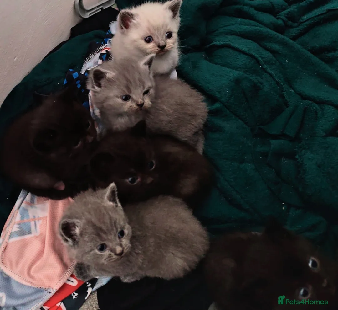 British Shorthair cats for sale: 2 Male British Shorthair kittens  - Advert 1