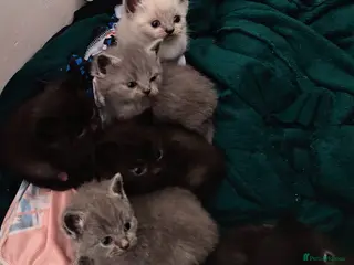 British Shorthair cats 2 Male British Shorthair kittens - Advert 1