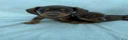 Miniature Dachshund dogs for sale: 3x female miniature dachsunds - Advert 7