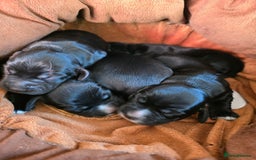 Cocker Spaniel dogs for sale: Working cocker Spaniel puppies KC registered  - Image 24