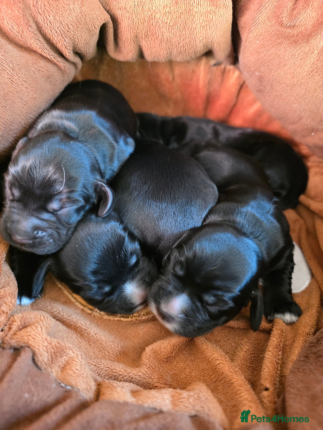 Cocker Spaniel dogs for sale: Working cocker Spaniel puppies KC registered  - Image 24
