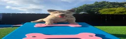 Chow Chow dogs for sale: Stunning Exotic colour chowski puppies for sale - Advert 16