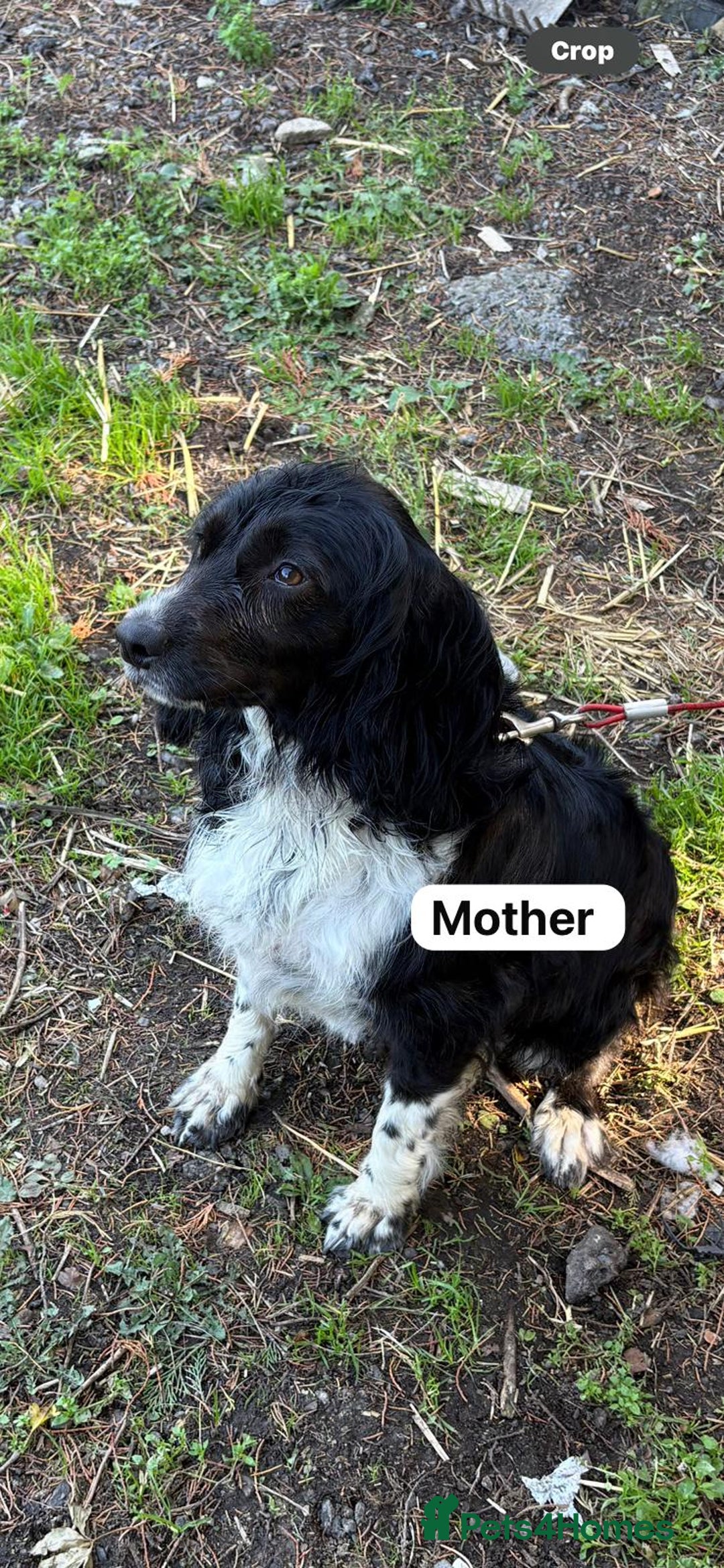 Cocker Spaniel dogs for sale: Working type cocker spaniel  - Advert 3