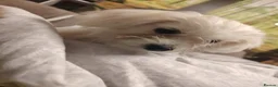 Maltese dogs for sale: New warm home's  in Plymouth - Advert 7