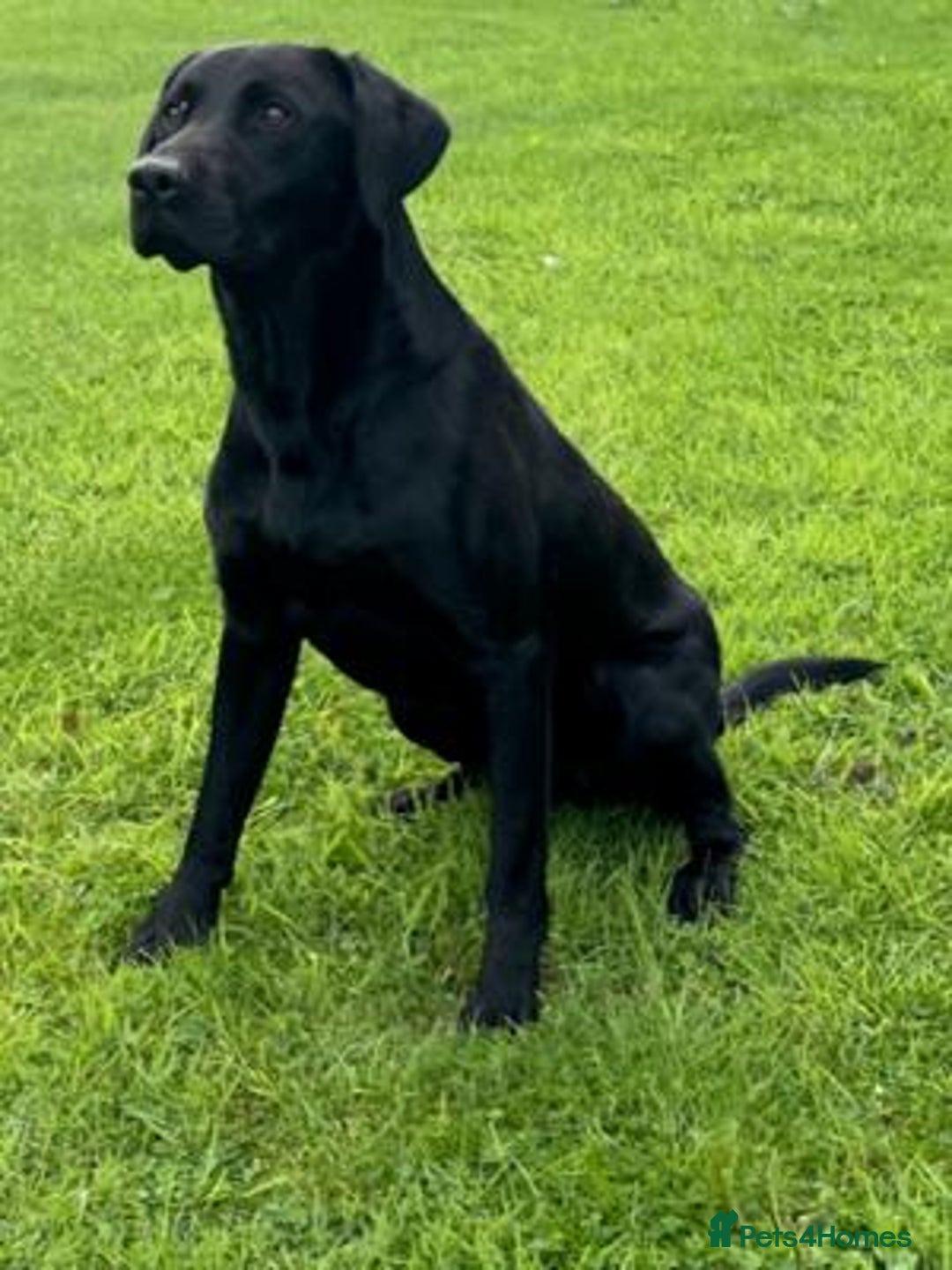 Labrador Retriever dogs for sale: Labrador 2 x boys left FTW Drakeshead Flycatcher   in Blackpool - Image 21