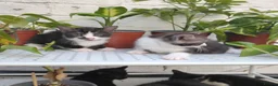 Mixed Breed cats for sale: Adorable kittens for sale BHS - Advert 6