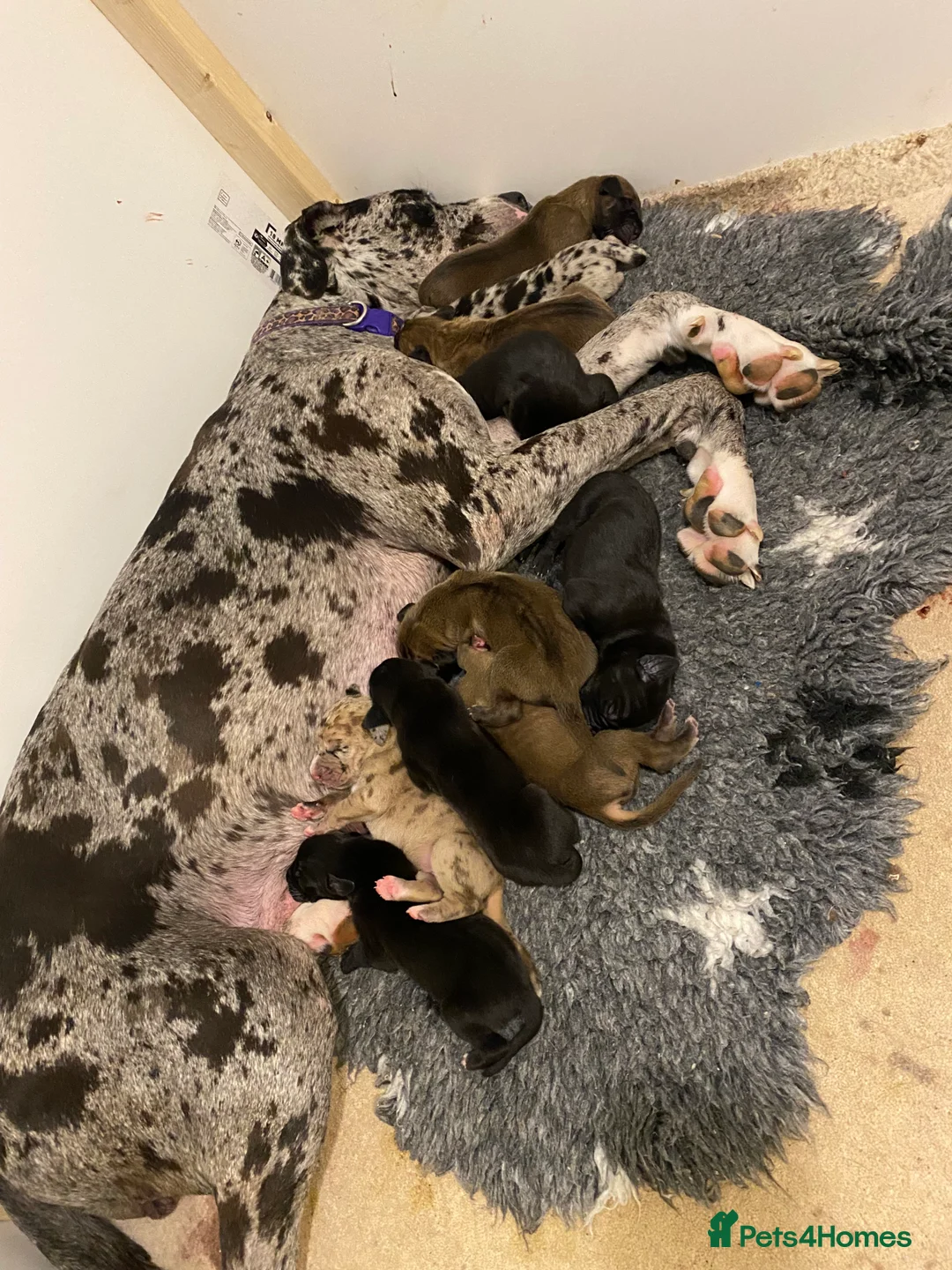 Great Dane dogs for sale: Beautiful kc reg Great Dane puppies - Advert 1