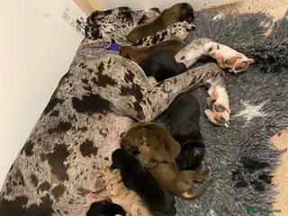 Great Dane dogs Beautiful kc reg Great Dane puppies - Advert 1