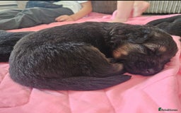German Shepherd dogs for stud: German shepherd for stud  in Bexhill-on-Sea - Image 9
