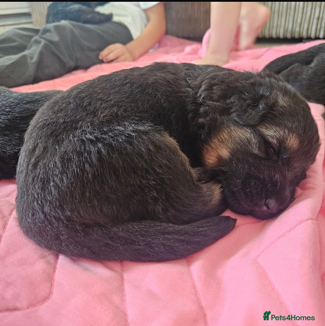 German Shepherd dogs for stud: German shepherd for stud  in Bexhill-on-Sea - Image 9