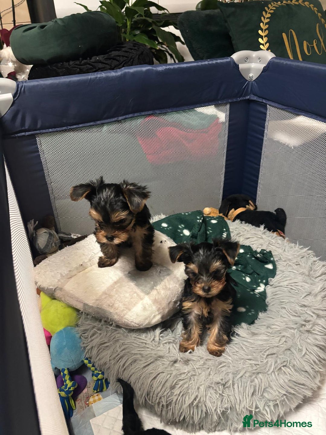 Yorkshire Terrier dogs for sale: ✨Four Adorable Yorkshire Terrier Puppies For Sale✨ - Advert 9