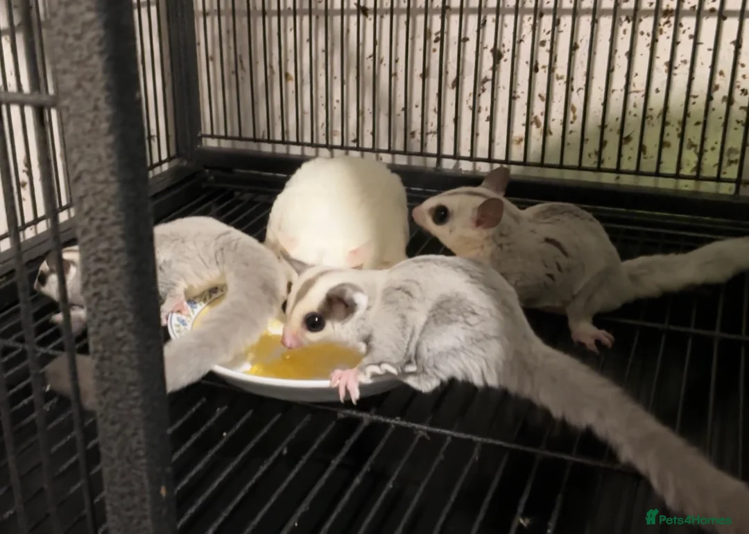 Sugar Glider rodents for sale: Platinum baby sugar gliders  - Advert 1