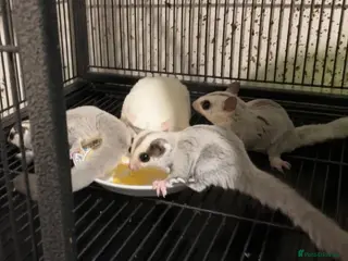 Sugar Glider rodents for sale: Platinum baby sugar gliders - Advert 2