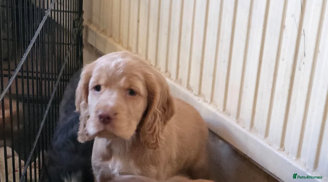 Cocker Spaniel dogs for stud: Stunning  Cocker Spaniel for stud in Northwood - Advert 26