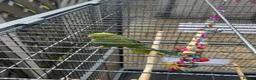 Parrots birds for sale: Green Indian Ring Neck Parrot - Male - parrot/cage - Advert 5