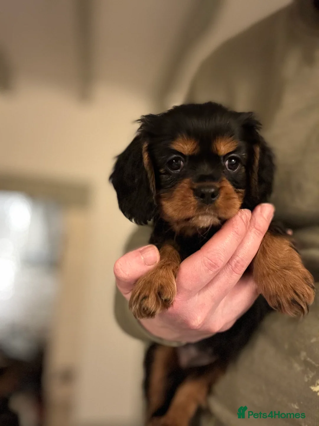 Cavalier King Charles Spaniel dogs for sale: 🐶KC REG, EXTENSIVELY HEALTH TESTED CAVALIER 🐶  - Advert 6