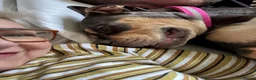 American Bully dogs for sale: Coco nearly 7 months. Beautiful girl.  - Advert 5
