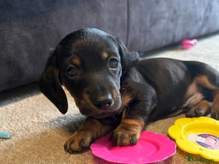 Miniature Dachshund dogs - Advert 5