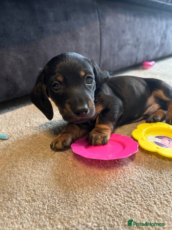 Miniature Dachshund dogs - Advert 4