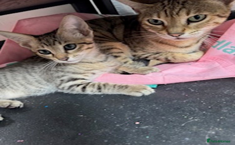 Savannah cats - Advert 1