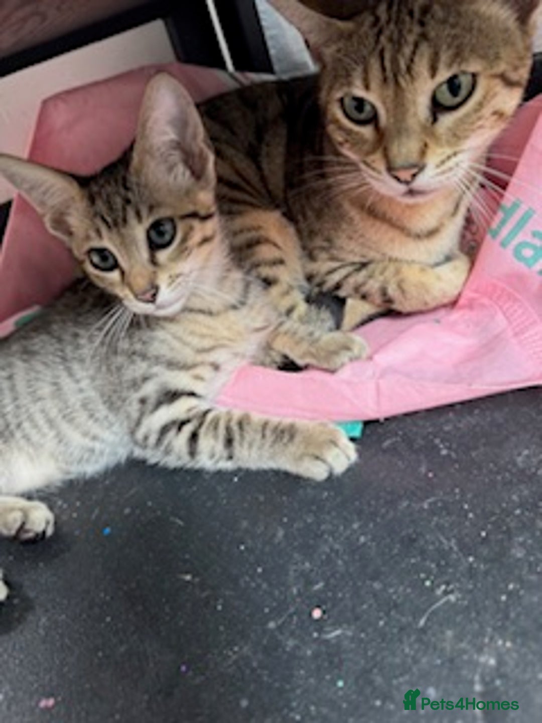 Savannah cats for sale: Glorious Savannah Babies - 1 Boy left - Image 1