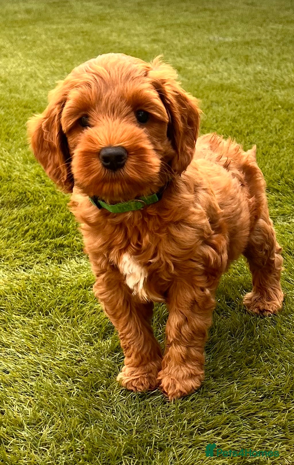 Australian Labradoodle dogs Last minute cancellation💙♥️Australian labradoodle - Advert 3