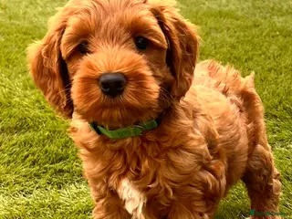 Australian Labradoodle dogs Last minute cancellation💙♥️Australian labradoodle - Advert 5