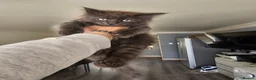 Maine Coon cats for sale: pure MAINE COONS - Advert 24