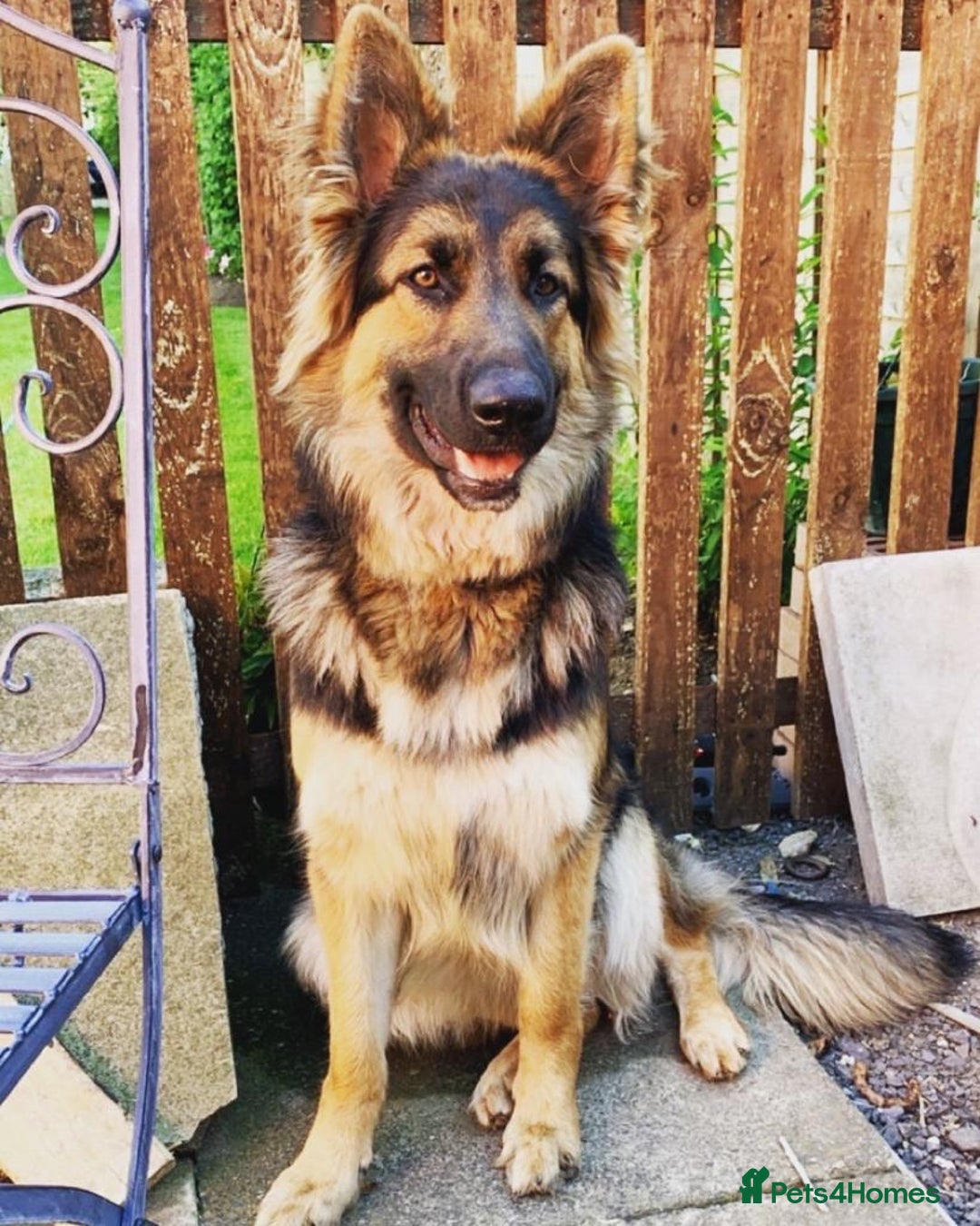 Mixed Breed dogs for sale: German shepherd pups - Advert 13