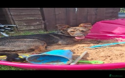 Mixed Breed dogs for sale: Loving home wanted - Image 4