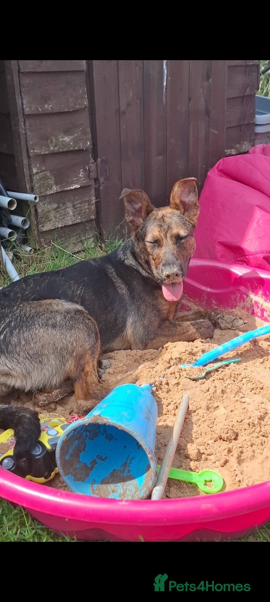 Mixed Breed dogs for sale: Loving home wanted - Image 4