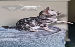 Bengal cats for sale: Intensively socialised bengal kittens - lap cats! in Scunthorpe - Image 16
