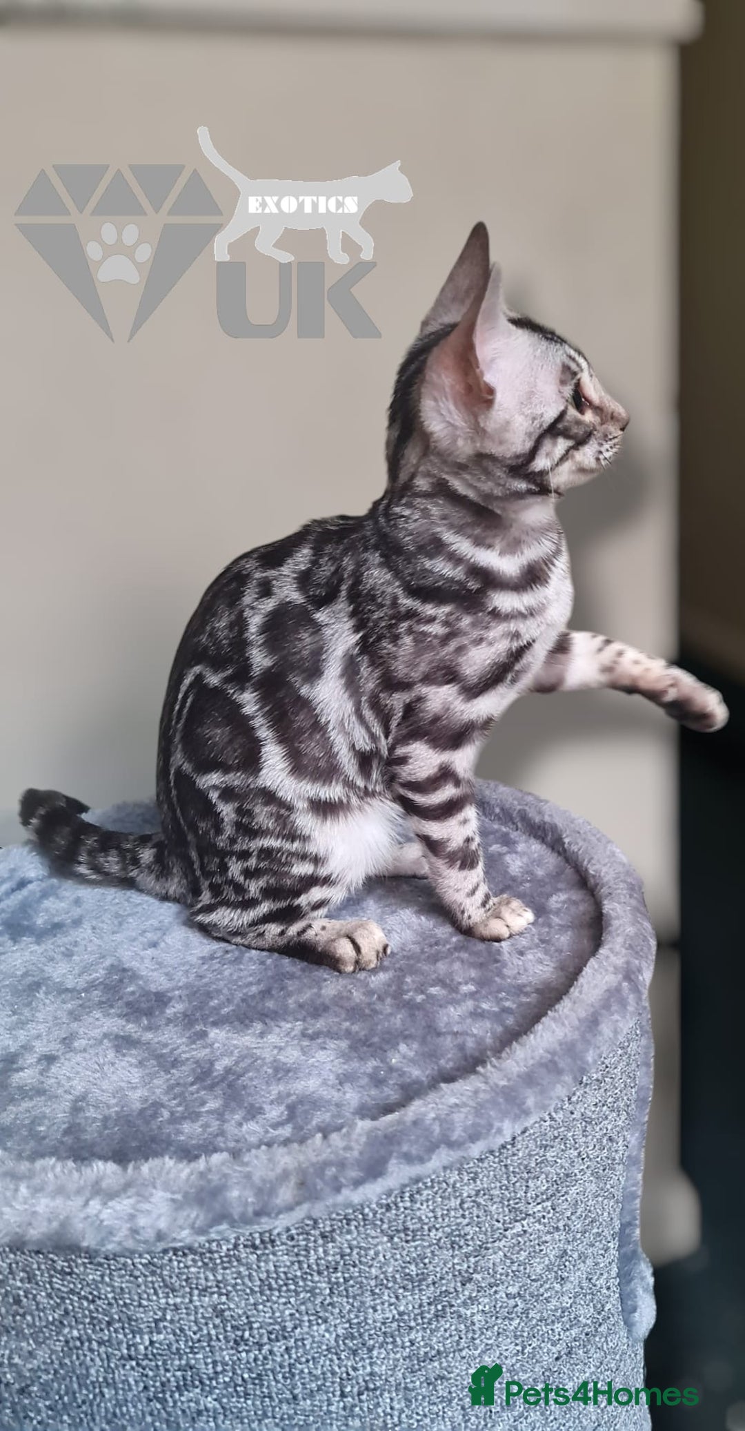 Bengal cats for sale: Intensively socialised bengal kittens - lap cats! in Scunthorpe - Image 16